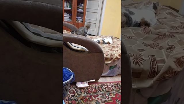 игры кошек смотреть онлайн