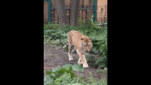 Пензенский зоопарк (Penza Zoo) смотреть онлайн