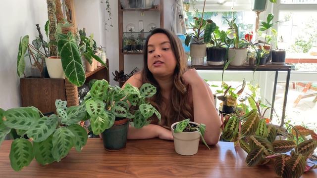 Complete Care Guide to Marantas | Variegated Maranta Propagation смотреть онлайн