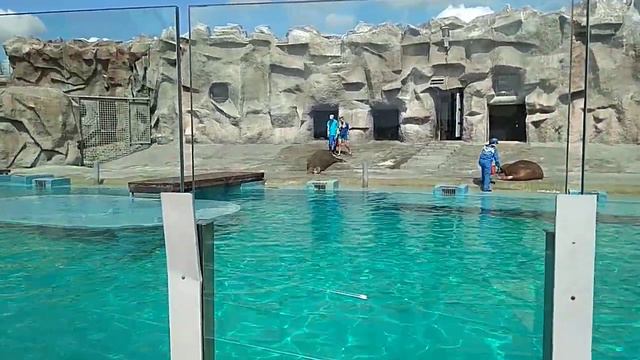 В зоопарке. Удмуртия. Zoo. Izvesk. Самый большой в России зоопарк смотреть онлайн