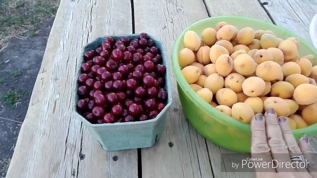 #АбрикосыВишни Собрала абрикосы и вишню. смотреть онлайн