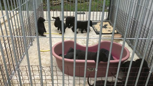Irish Water Spaniel Puppies смотреть онлайн