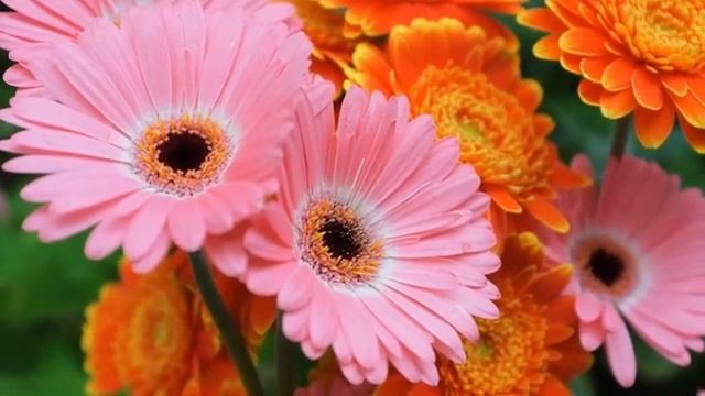 Красивая Релакс Музыка! Самая красивая мелодия на свете, можно слушать бесконечно Сергея Чекалина смотреть онлайн