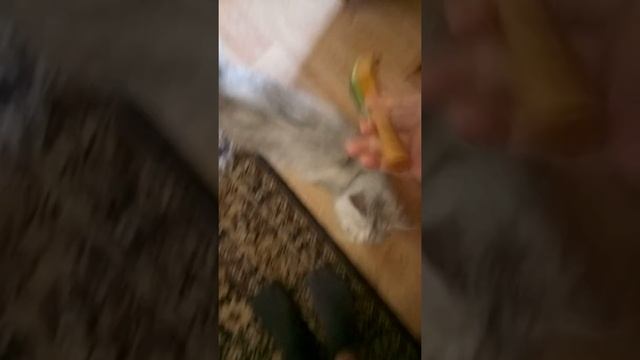 Мой Кошка) смотреть онлайн
