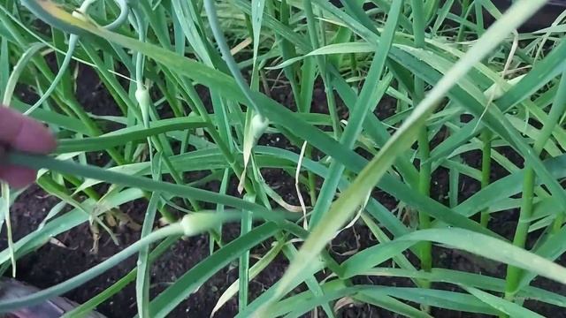 Чеснок, закуска из чесночных стрелок. смотреть онлайн