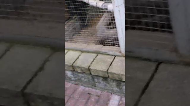 Гродненский зоопарк смотреть онлайн