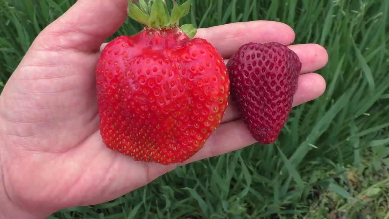 АЛЬБИОН ремонтантный сорт клубники смотреть онлайн