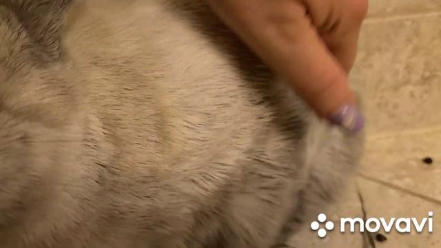 Линька у кролика . или как не допускать ошибки в желании облегчить это процесс. смотреть онлайн