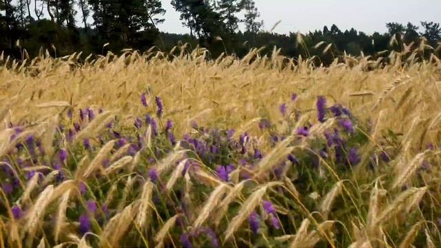 Стих с глубоким смыслом " Не важно кто мы..." Автор Садовая Марина смотреть онлайн