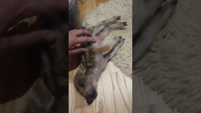 Сладкий сон вепря!!!! смотреть онлайн