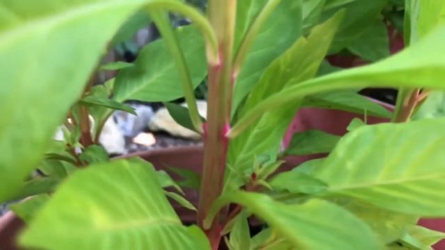 How to Grow Tornado Red Celosia (Cockscomb) смотреть онлайн