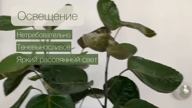ПОЛИСЦИАС шлемовидный. Прекрасная альтернатива фикусу. Крупный интерьерный вазон. (English sub.) смотреть онлайн