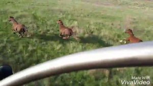 дикие мустанги калмыкии