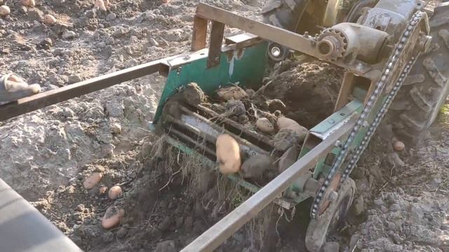 УРОЖАЙ КАРТОФЕЛЯ ВЕДРО НА МЕТР! КАРТОФЕЛЕУБОРОЧНЫЙ КОМБАЙН к МОТОБЛОКУ не смог выкопать КАРТОФЕЛЬ! смотреть онлайн