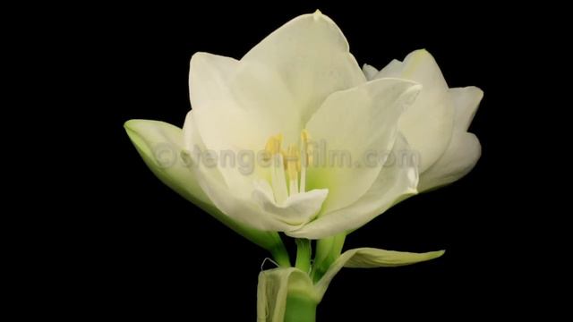 Amaryllis Blüte Zeitraffer / amaryllis blossom timelapse смотреть онлайн