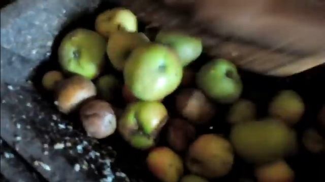 Индоутка - гроза гусей. Чем мы кормим гусей. смотреть онлайн