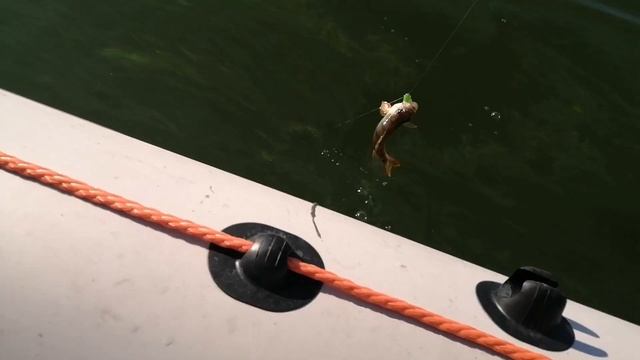 Ловля окуня на ультралайт! Одной проводкой ловлю два окуня! смотреть онлайн