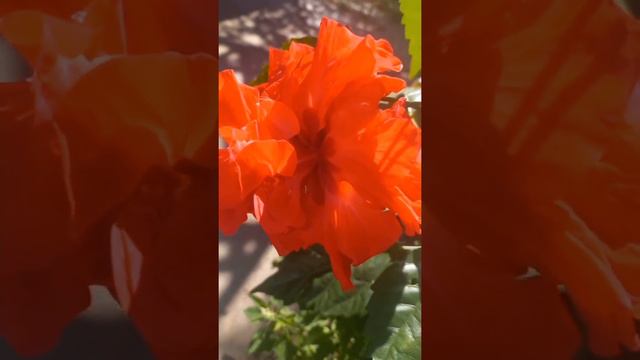 🇺🇦Як пересадити гібіскус махровий?How to transplant Hibiscus terry? смотреть онлайн
