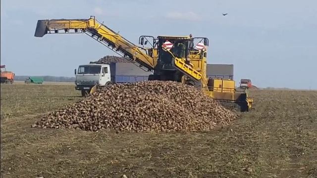 Уборка сахарной свеклы в ООО Агротехнологии с. Шпикулово 2018 г смотреть онлайн