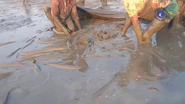 Extremely Unbelievable Satisfying Pond Fishing Video 2023 | Everyone Should Watch This Fishing Vide