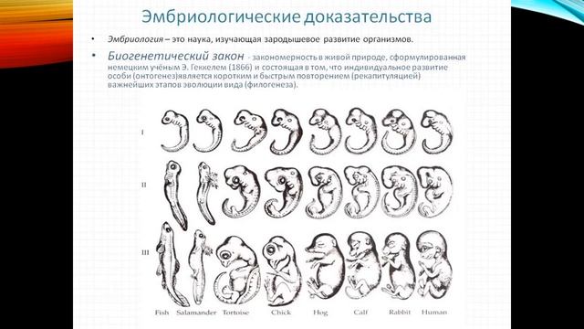 Доказательства эволюции животных смотреть онлайн