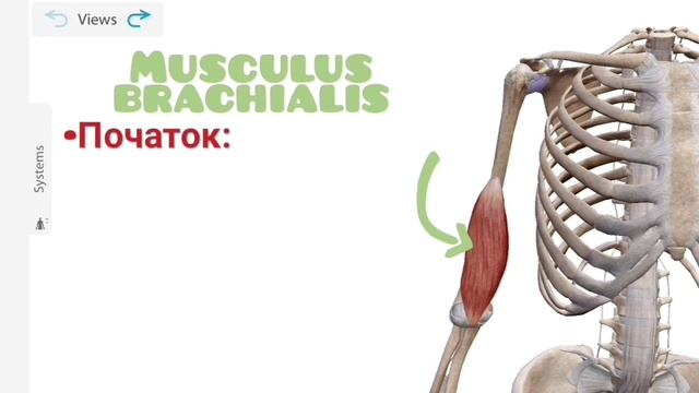 М'язи плеча смотреть онлайн