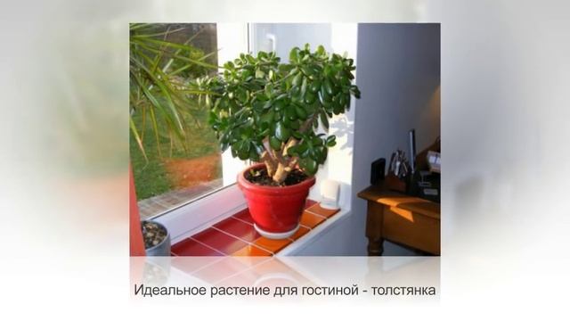 ФЕН-ШУЙ комнатных растений. Советы профессионалов смотреть онлайн