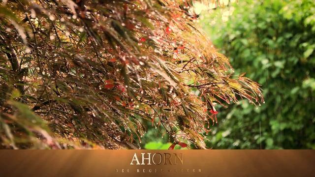 Garten "91/2" | 4K | Canon XF605 & XF705 смотреть онлайн
