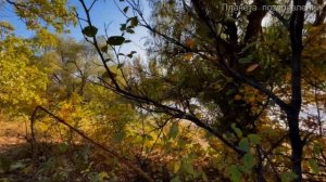 Мой ласковый и нежный зверь, исп.  Зара