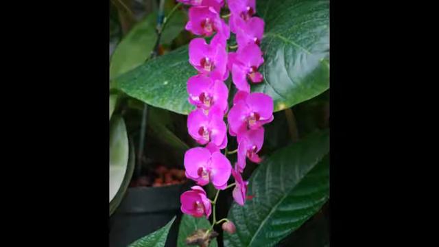 American Orchid Society Visit on May 30, 2009 by Phil B. смотреть онлайн