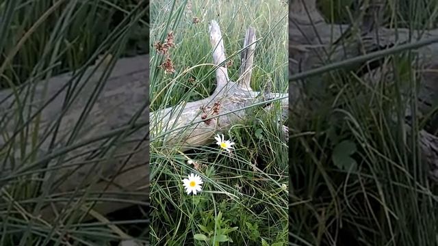Сонник Ромашки и сучья во снах.mp4 смотреть онлайн