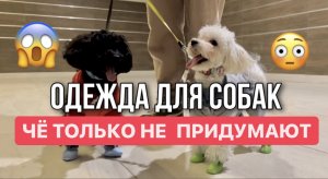МОДНАЯ ОДЕЖДА ДЛЯ СОБАК МАЛЬТИПУ. Каждодневные ритуалы с собаками