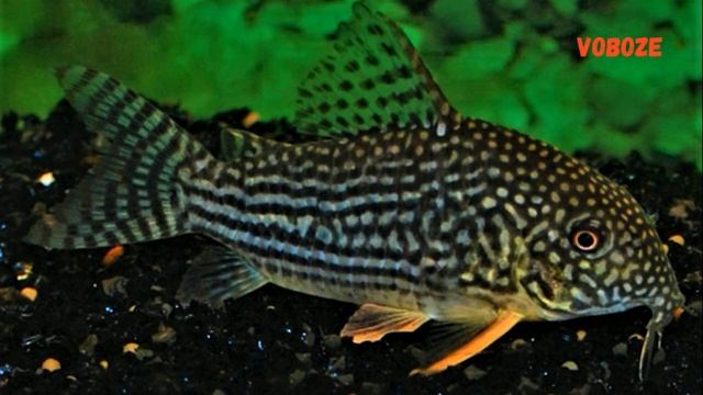 Сомик Коридорас Штерба разведение, содержание в аквариуме, совместимость и чем кормить
