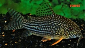 Сомик Коридорас Штерба разведение, содержание в аквариуме, совместимость и чем кормить