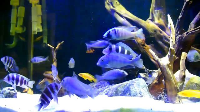 Frontosa & Blue Dolphin смотреть онлайн