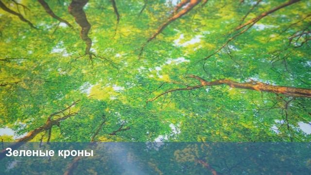3D Фотообои «Зеленые кроны» смотреть онлайн