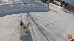 КАК НАУЧИТЬ СОБАКУ ИГРАТЬ В МЯЧ