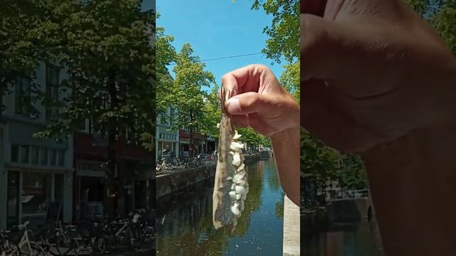 Как есть голландскую селёдку смотреть онлайн