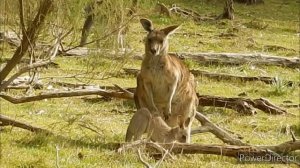 Удивительные животные Австралии