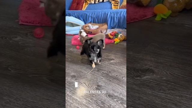 Шоколадная чихуахуа #чихуахуа #chihuahua #купитьщенка #щенкичихуахуа #puppy #щенок смотреть онлайн