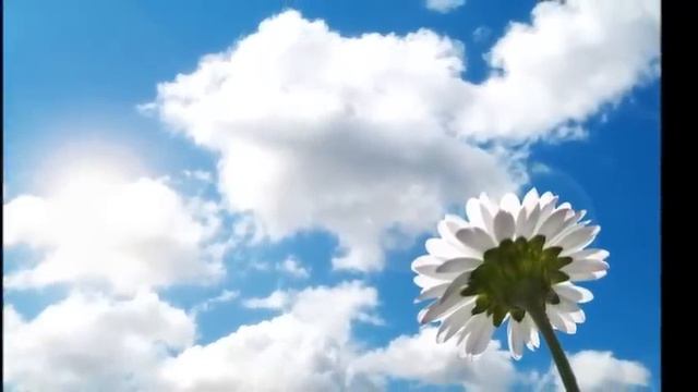 Ромашка , ах ромашка !! смотреть онлайн