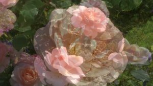 Роза Клер Ренесанс. Clair Renaissance.