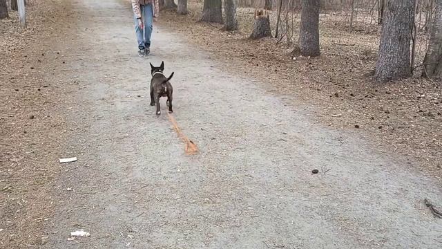 186. Миниатюрный бультерьер. смотреть онлайн