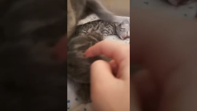 Пополнение в семье -кошка родила котят!