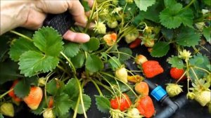 Клубника Крапо 10 все-таки вытягивает крупную ягоду, несмотря на количество завязавшихся плодов