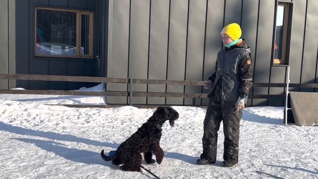 Школа для собак ?Клевер?. Керри-блю-Терьер Риф после 3х-недельного курса послушания. смотреть онлайн