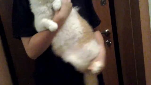 Кот танцует танец живота смотреть онлайн