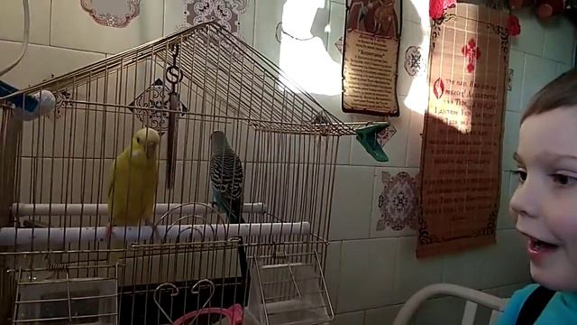 Волнистые попугаи