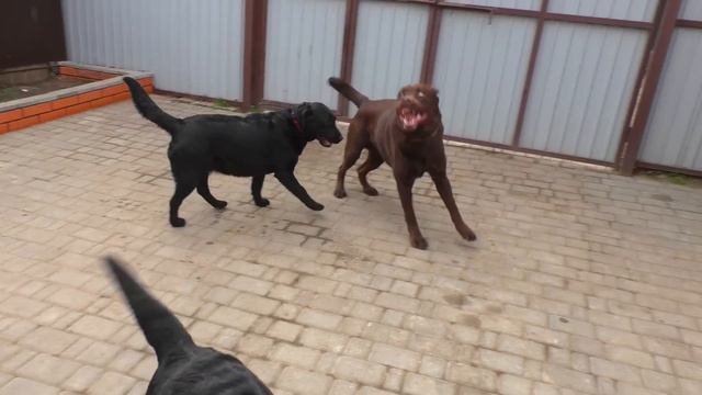 Two brides of Andy the Labrador. We are waiting for a new litter. Odessa смотреть онлайн