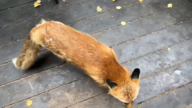 Алиса - лиса. Кухня, неудавшийся прорыв смотреть онлайн